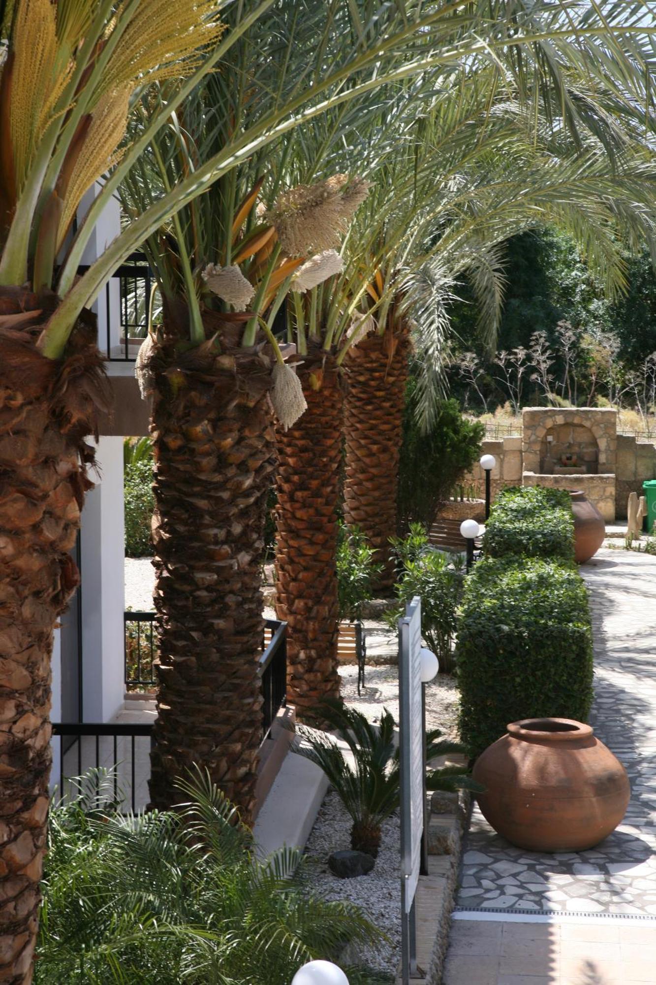 Anna Hotel Apartments Kissonerga Exterior foto